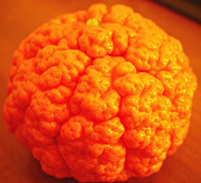 crinkly mandarine