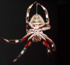 Photo of a Football Spider