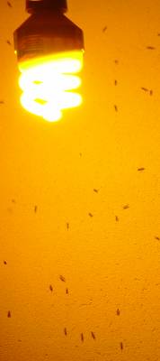 insects on wall, not light
