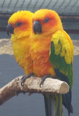 golden parrots