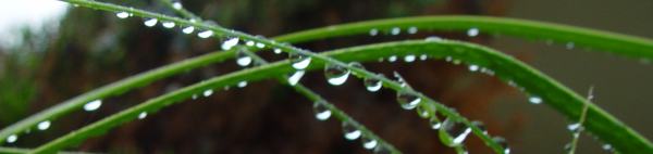 Rows of raindrops on leaves