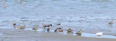 seabirds on the mudflats near Allans Beach
